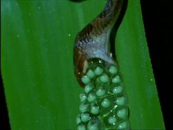 CU Snake eating eggs of Red-eyed Tree Frog (Agalychnie callidryae) at night, Costa Rica Stock Footage