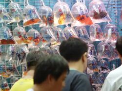 MS Group of people looking at fish in plastic bags on wall in market / Hong Kong, China Stock Footage