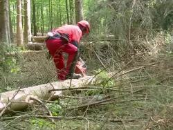 MS Lumberjack at work in forest / Zerf, Rhineland Palatinate, Germany Stock Footage