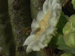 CU Honey Bee at Saguaro cactus flower, collecting pollen, USA Stock Footage