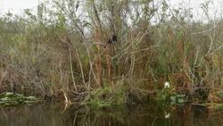 Heron Bird in south Florida Swamp Stock Footage