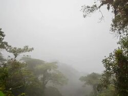Misty cloudforest in the foothills of the Andes in Cordillera de los Guacamayos, Ecuador Stock Footage