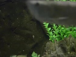 Fish and aquatic plants Stock Footage