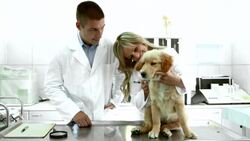 Vets examining a Golden Retriever puppy. Stock Footage
