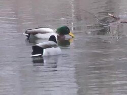 Two ducks  1080/60i Stock Footage