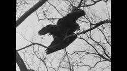 CAN458 GOLDEN EAGLE ESCAPES FROM LONDON ZOO Instructional Video