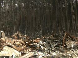 Destruction in Shizugawa city, Miyagi, Japan on 3rd April 2011; after tsunami following Tohuku earthquake of March 2011. Stock Footage