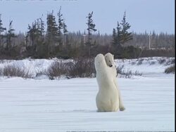 Polar bears (Ursus maritimus) play fighting, near Churchill, Manitoba, Canada Stock Footage