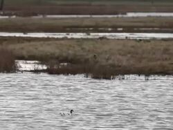 Bird Life At Elmley Marshes Stock Footage