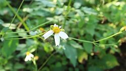 Bee and flower at the garden Stock Footage
