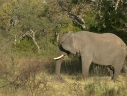 MS Shot of elephant standing and grazing on dried grass / Okavango Delta, North-West District, Botswana Stock Footage