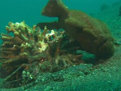 Frogfish, swaying against coral, looking at small fish, Indonesia  Stock Footage