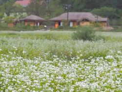 WS R/F View of traditional house (birthplace of  novelist in Korea named Ihyoseok) behind  buckwheat flower bed / Pyeongchang, Gangwon do, South Korea Stock Footage