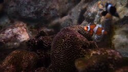 fish brine in tank Stock Footage