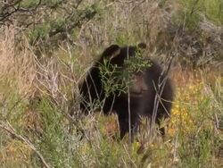 MS TS Baby Black Bear (Ursus americanus) Exploring. /Utah, USA Stock Footage