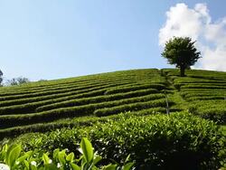 Tea Plantations "Mae Salong" Stock Footage
