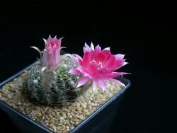 Cactus flowers blooming timelapse isolate. Stock Footage