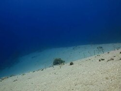 Garden Eels Stock Footage