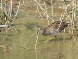 MS Shot of spotted crake (Porzana porzana) feeding on insects in shallow water / Maagan Michael, Carmel Coast, Israel Stock Footage