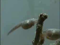 CU Spadefoot Toad (Scaphiopus) tadpoles feeding on algae, USA Stock Footage