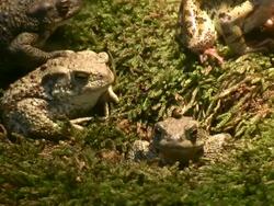 Frogs in the moss Stock Footage