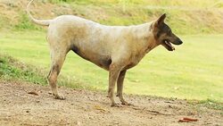 Homeless Dog Stock Footage