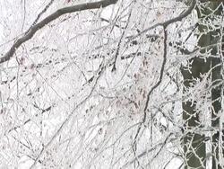 HD: Winter forest Stock Footage