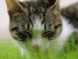 HD: Kitten Sleeping In Grass Stock Footage