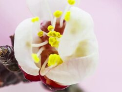 Apricot flower Stock Footage