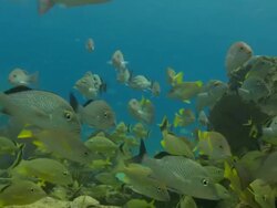 Reef fish over sugar wreck, underwater, Bahamas  Stock Footage