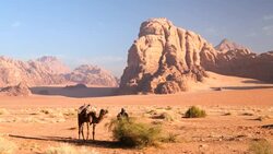 Wadi Rum Bedouin handler with camel, Jordan, Middle East Stock Footage