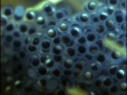 BCU Frogspawn underwater, England Stock Footage