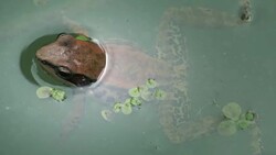 Frog in pond Stock Footage