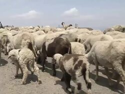 Sheep in Patnitop Jammu and Kashmir India Stock Footage