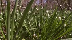 A snake hides beneath lilies of the field. Stock Footage
