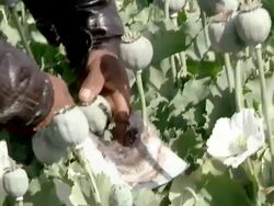 CU Man extracting the sap of the poppy / Rajasthan, India Stock Footage