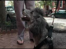 Temperatures continue to soar along East coast, pandas affected News Clip