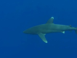 MS TS Oceanic whitetip shark / Hawaii, United States Stock Footage
