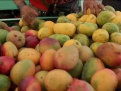 BanÃ­, Caribbean mango capital Stock Footage
