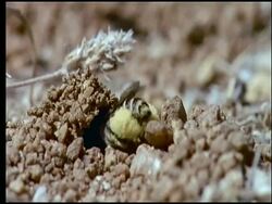 Diadasia rinconis bee entering nest with pollen, Sonoran desert, USA Stock Footage