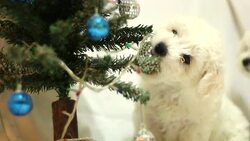 Puppy playing with Christmas decorations Stock Footage