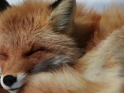 MS Red Fox (Kitakitsune) sleeping on snow / Kitami, Japan Stock Footage