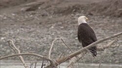 A bald eagle perches on a dead tree branch. Stock Footage