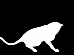 Playing Cat (Loopable) Stock Footage