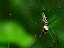 spider on web Stock Footage