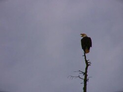 Bald Eagle Stock Footage
