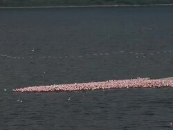 WS Lesser flamingo phoenicopterus minor group standing in water / National Park, Africa, Kenya Stock Footage