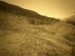 Clear-Cut Deforestation Stock Footage