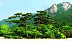 South Korea Instructional Video