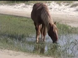 A boom in vacation homes in the last 25 years in this remote place has seen the descendants of colonial Spanish mustangs confined to a 7,500-acre sanctuary on the northern tip of North Carolina's Outer Banks, and now the herd itself may shrink along with its habitat. News Clip